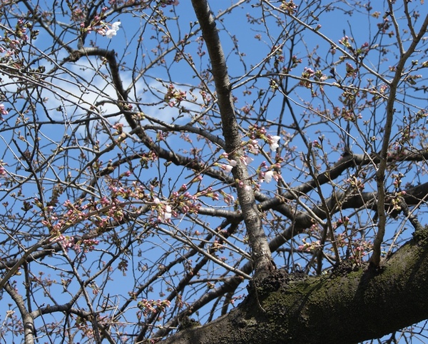 2020年3月20日　店の桜開花サムネイル