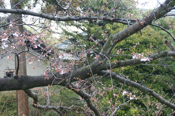 今年も桜の花が咲きました。サムネイル